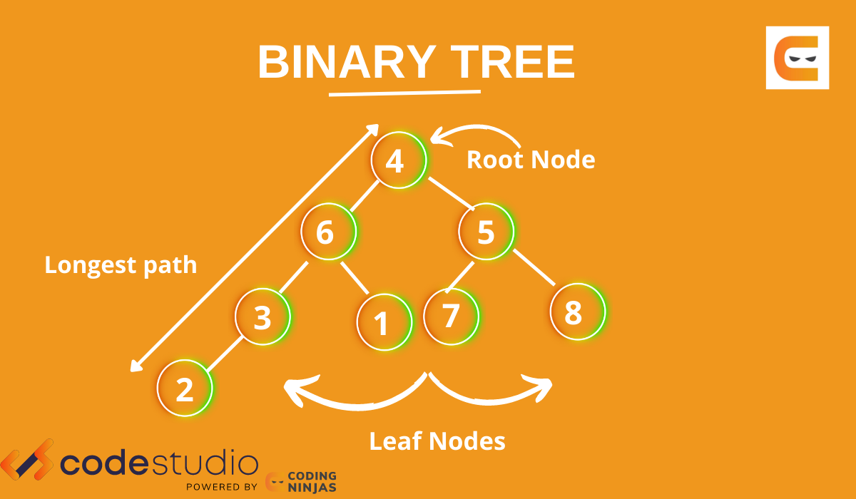 Top View Of A Binary Tree Coding Ninjas   Binary Tree 19448.webp